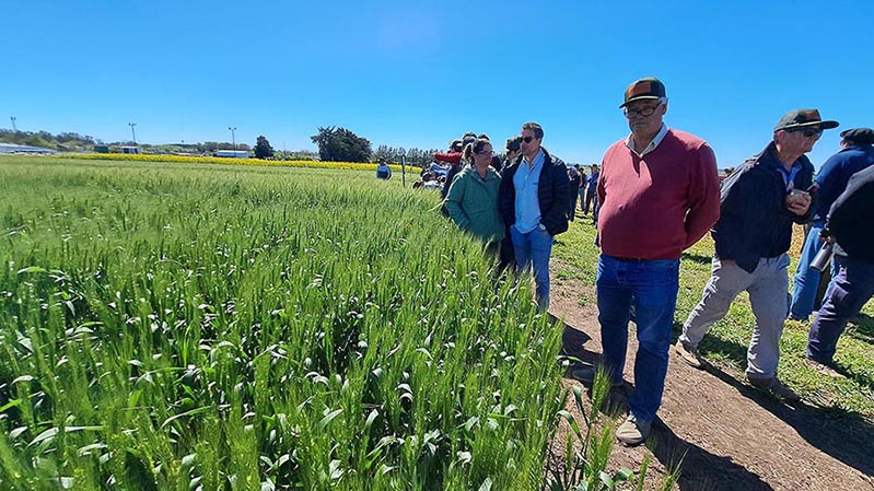 Tres oportunidades para ver cultivos de invierno de RAGT Semillas a campo